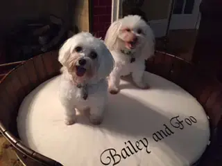 Bailey and Foo in their Round Pet Bed, a customer photo