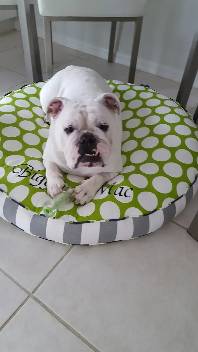 Big Mac in their Round Pet Bed, a customer photo
