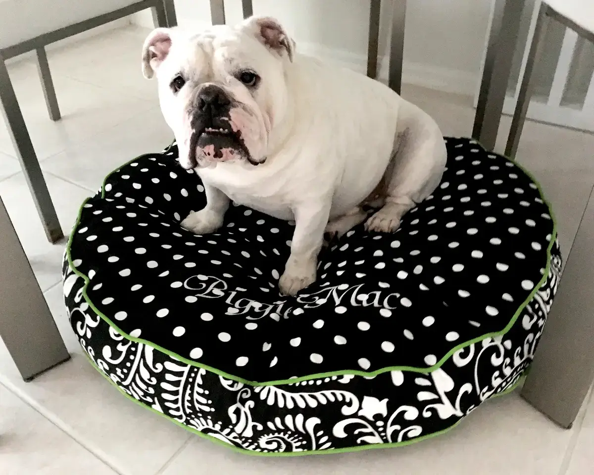 Biggie Mac in their Round Pet Bed, a customer photo