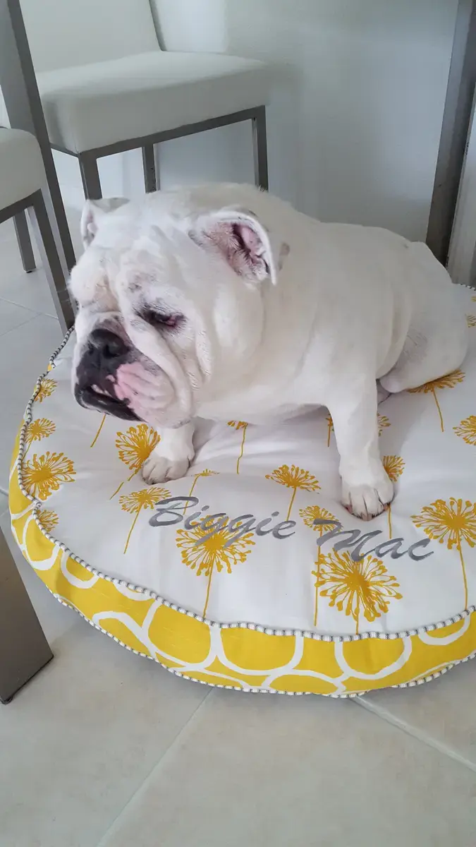 Biggie Mac in their Round Pet Bed, a customer photo