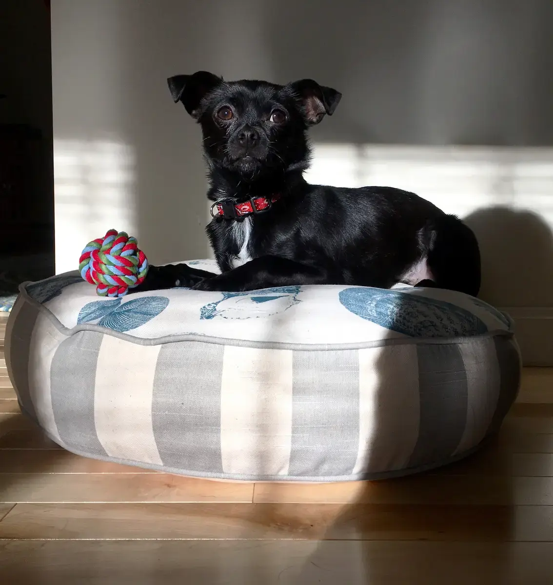 Cooper in their Round Pet Bed, a customer photo