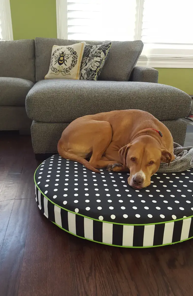 Fergus in their Round Pet Bed, a customer photo
