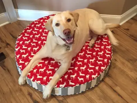 Hank in their Round Pet Bed, a customer photo