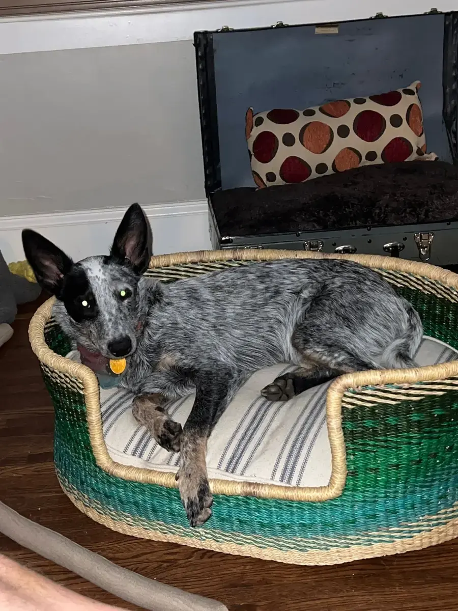 A customer's Round Pet Bed: Oval Bed