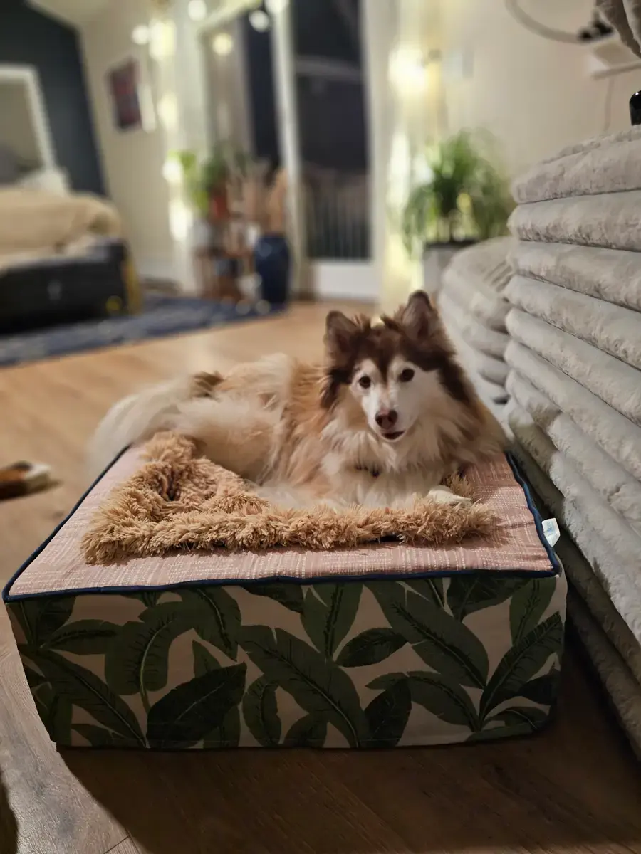 A customer's Throne Pet Bed at home
