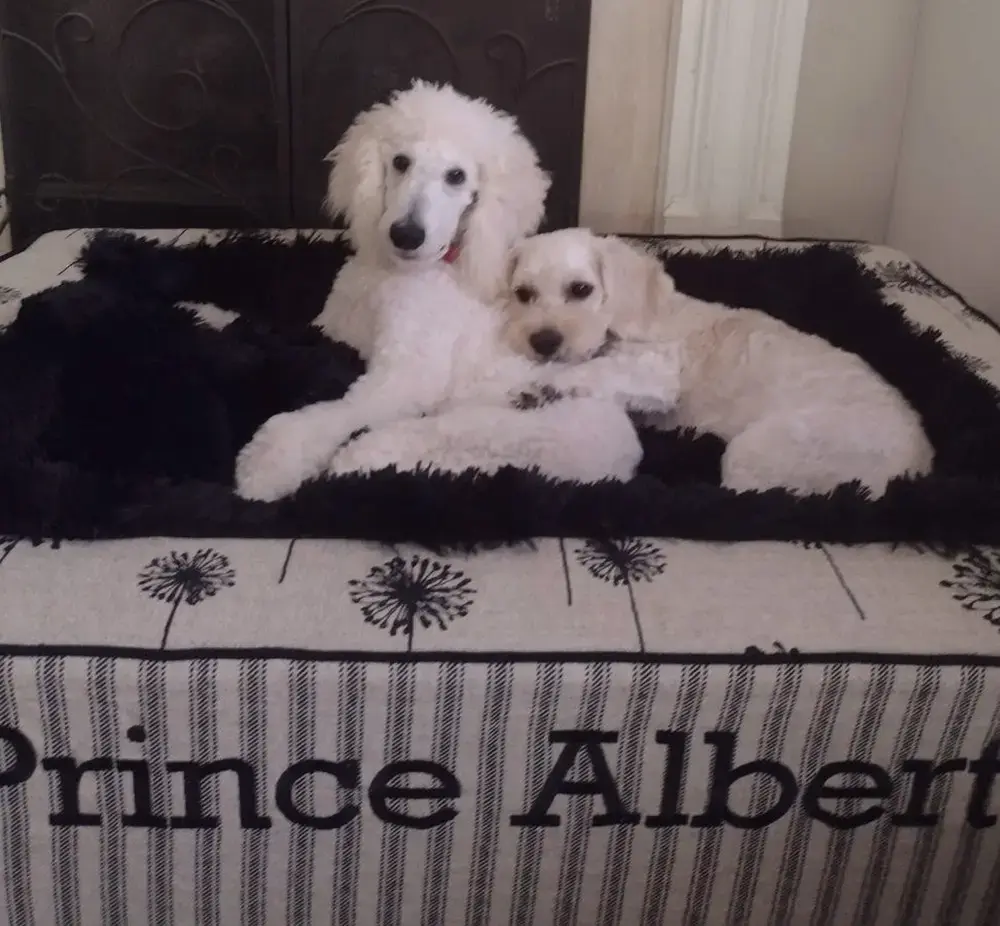 Albert and Toby in their Throne Pet Bed, a customer photo