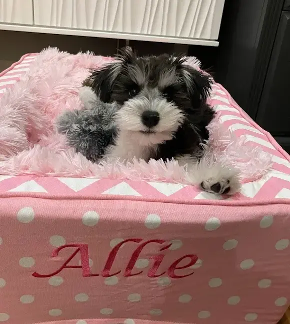 Allie in their Throne Pet Bed, a customer photo