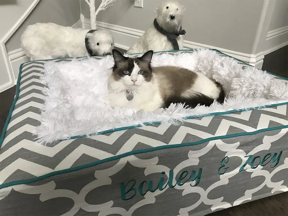 Bailey in their Throne Pet Bed, a customer photo