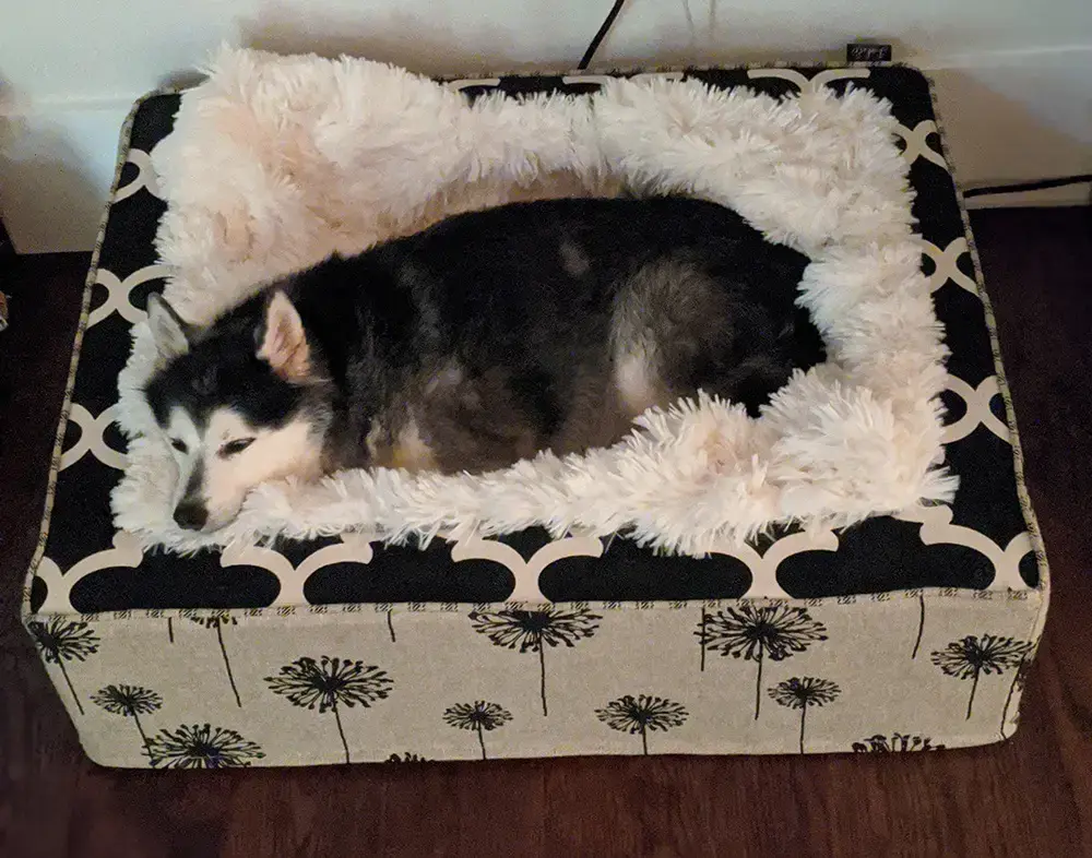 Bear in their Throne Pet Bed, a customer photo