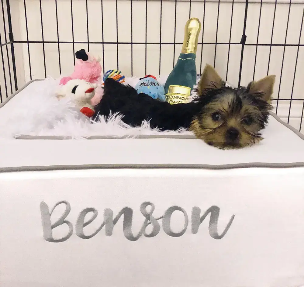 Benson in their Throne Pet Bed, a customer photo