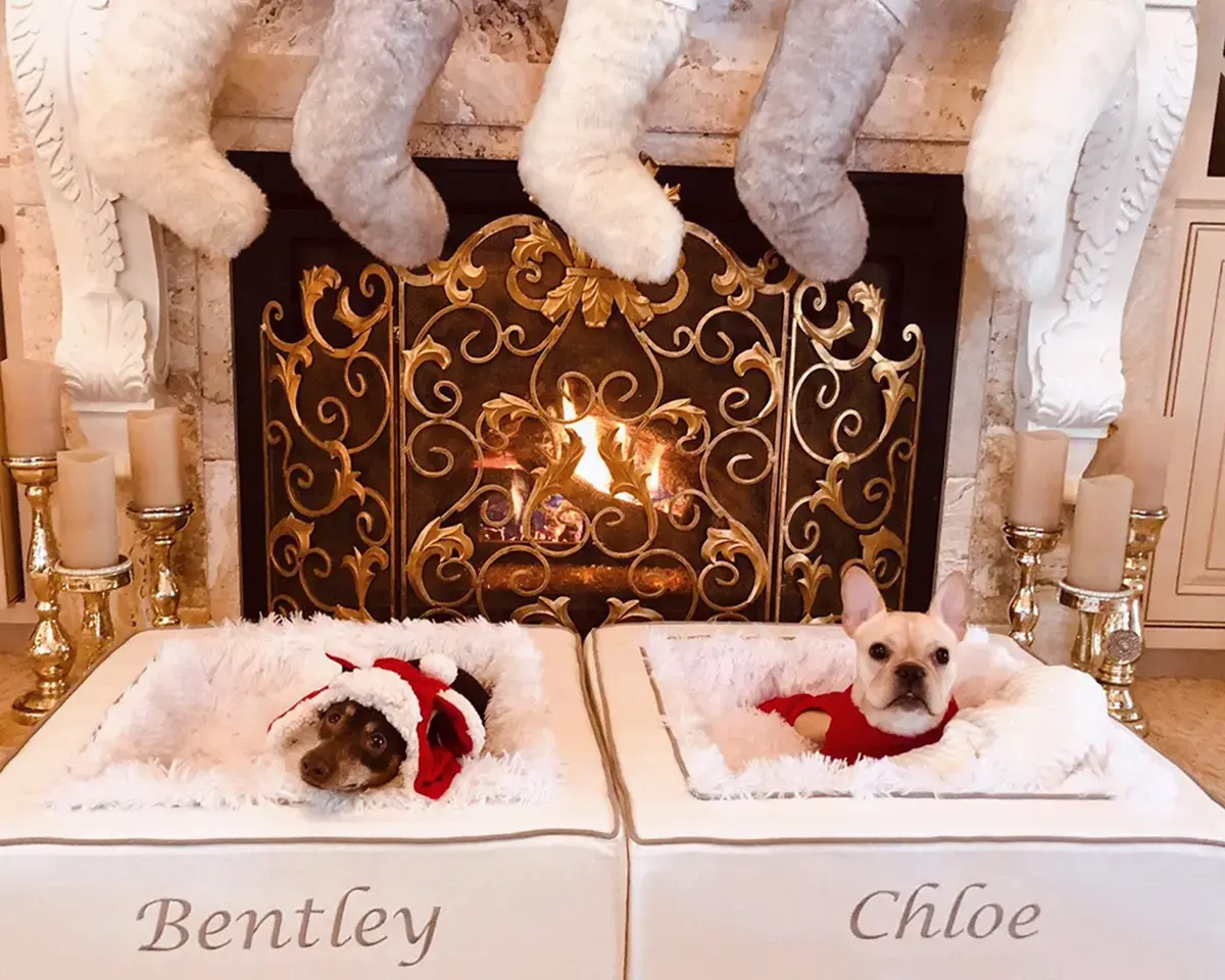 A customer's Throne Pet Bed: Bentley and Chloe Christmas