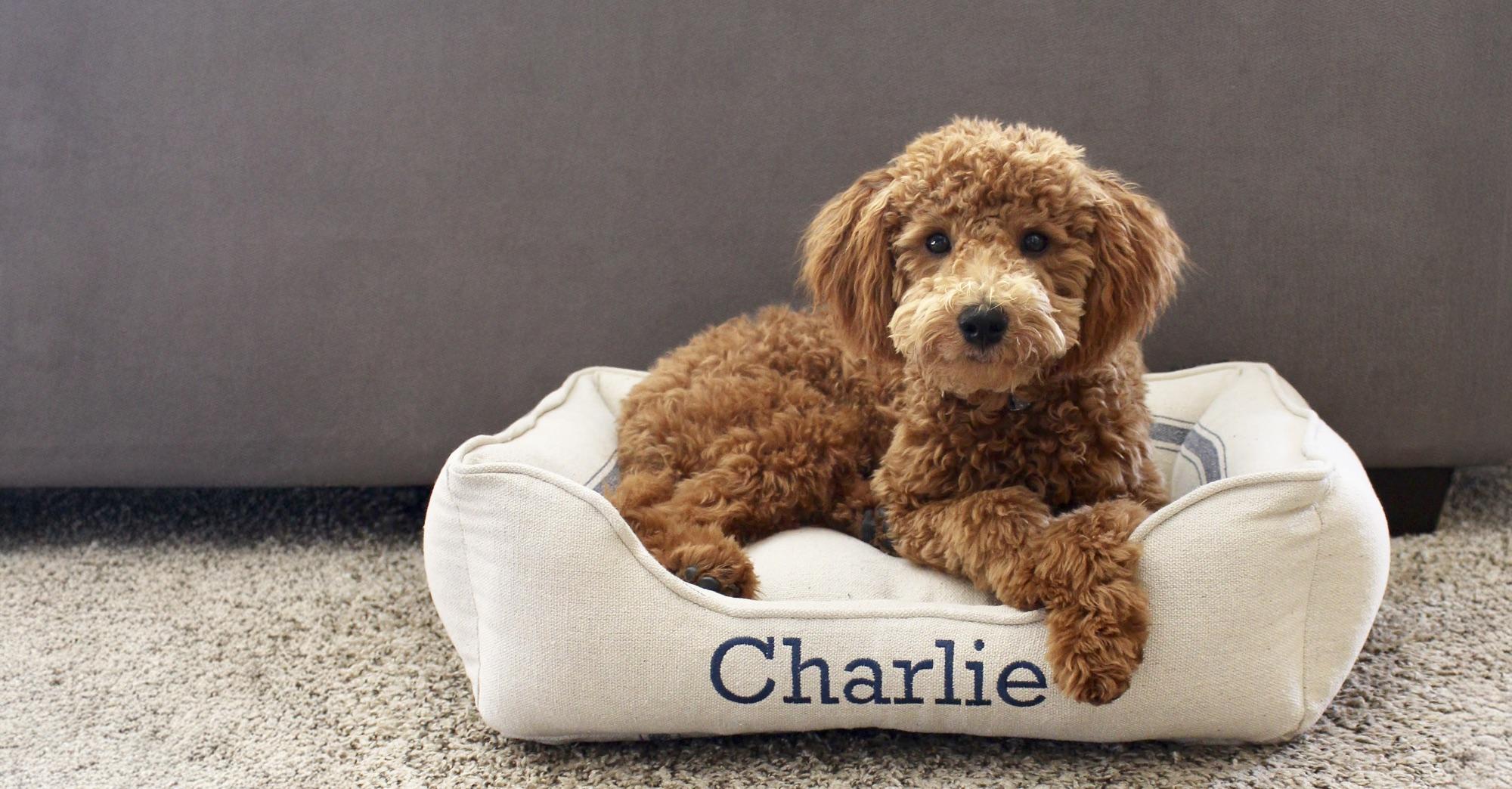 Red goldendoodle puppy in a cream cuddle bed embroidered with the name Charlie