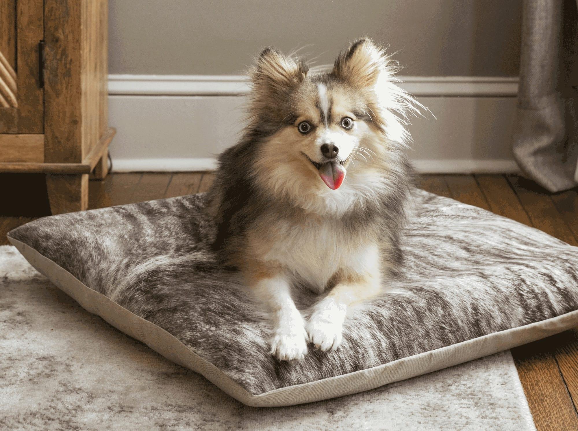 Pomeranian mix on a brindle faux cowhide pillow bed