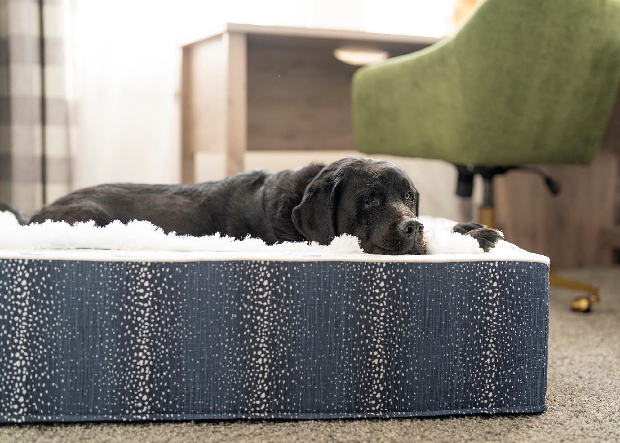 Black Labrador on a navy speckled cushion bed