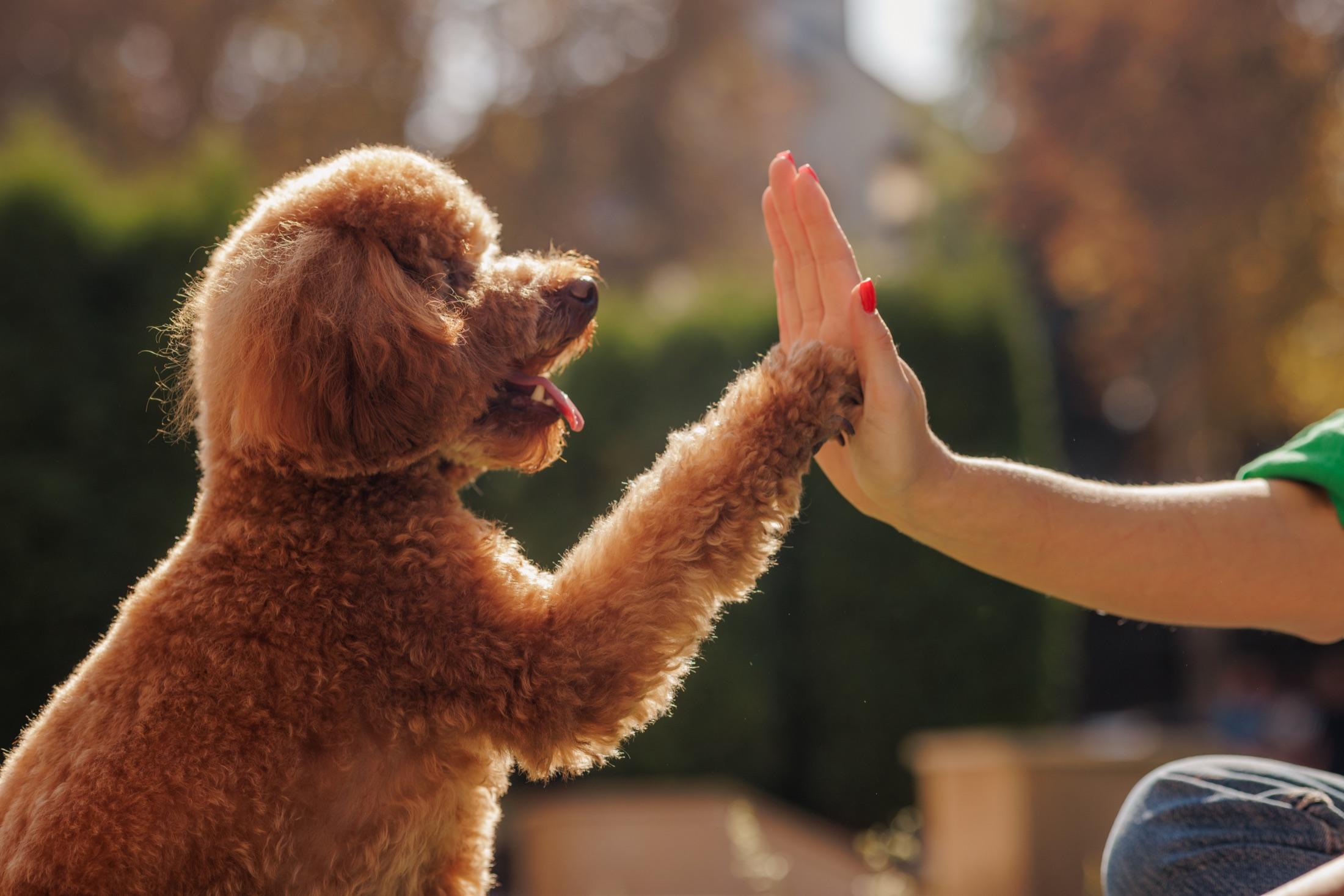 Dog giving its owner a high five