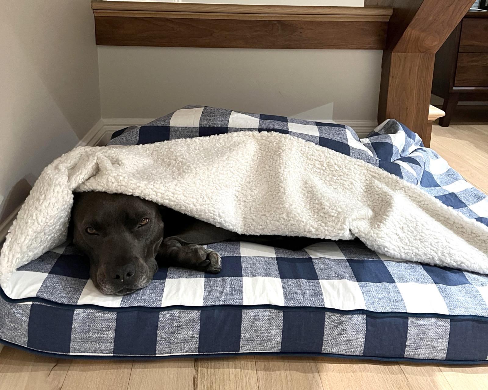Cave Bed