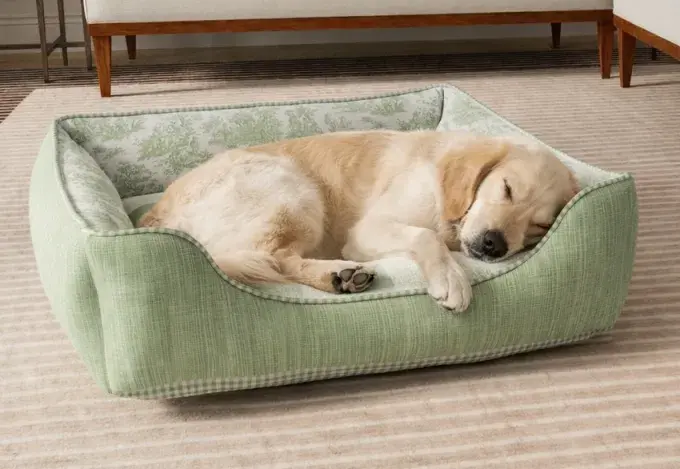 Golden retriever asleep on a sage green toile bolster bed