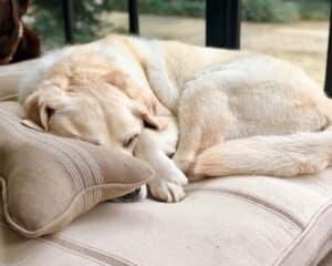 comfy farmhouse feedsack dog bed with bone pillow