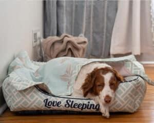 Large Dog Bed and Blanket