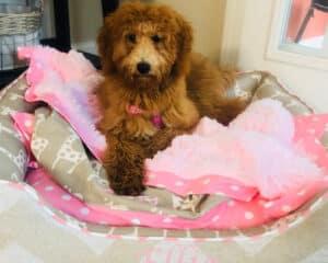 pink dog blanket cozy