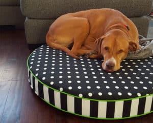 large high density foam round dog bed