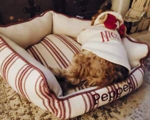 modern farmhouse grain sack dog bed red stripe