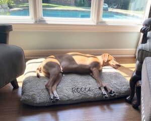comfy large pillow dog bed