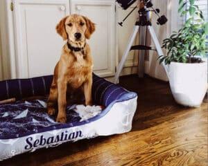 large nautical dog bed