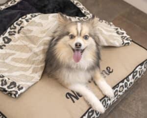 matching dog blanket with name