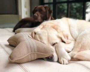 cozy dog on farmhouse bed