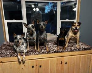custom size memory foam dog bed
