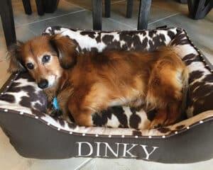 small personalized western dog bed