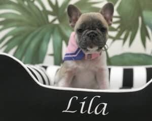personalized dog bed black white stripe