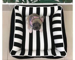 striking dog bed with bolsters