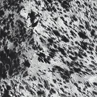 Speckled Faux Cowhide Black Velvet