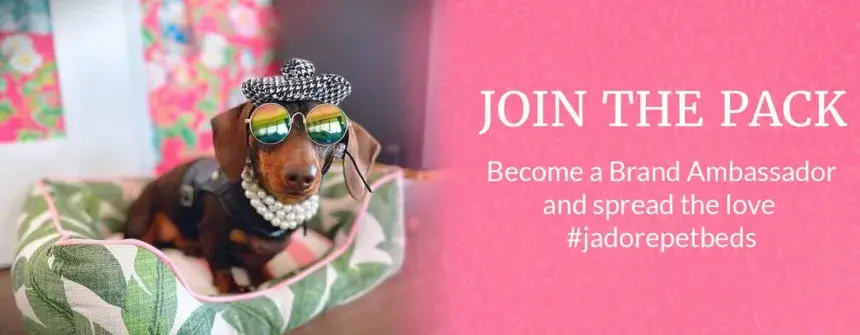 J'adore Brand Ambassador with a luxury pet bed