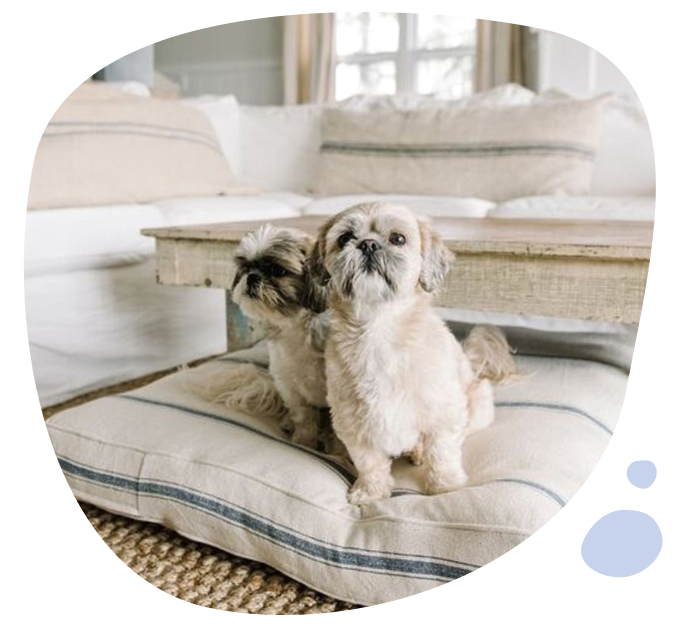 Dog resting on a J'adore custom pet bed