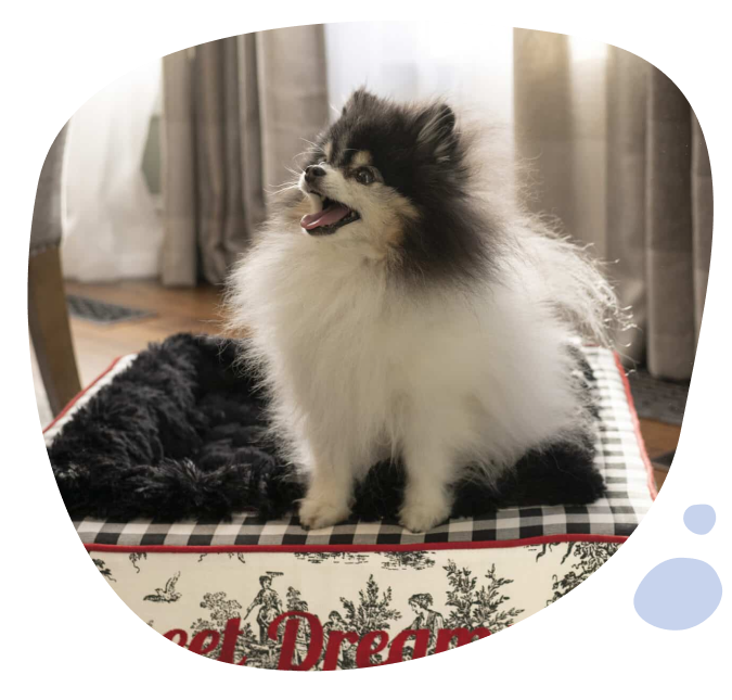 Founder working on a pet bed