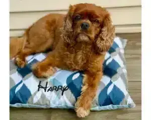 Harry 20x24 Pillow Bed