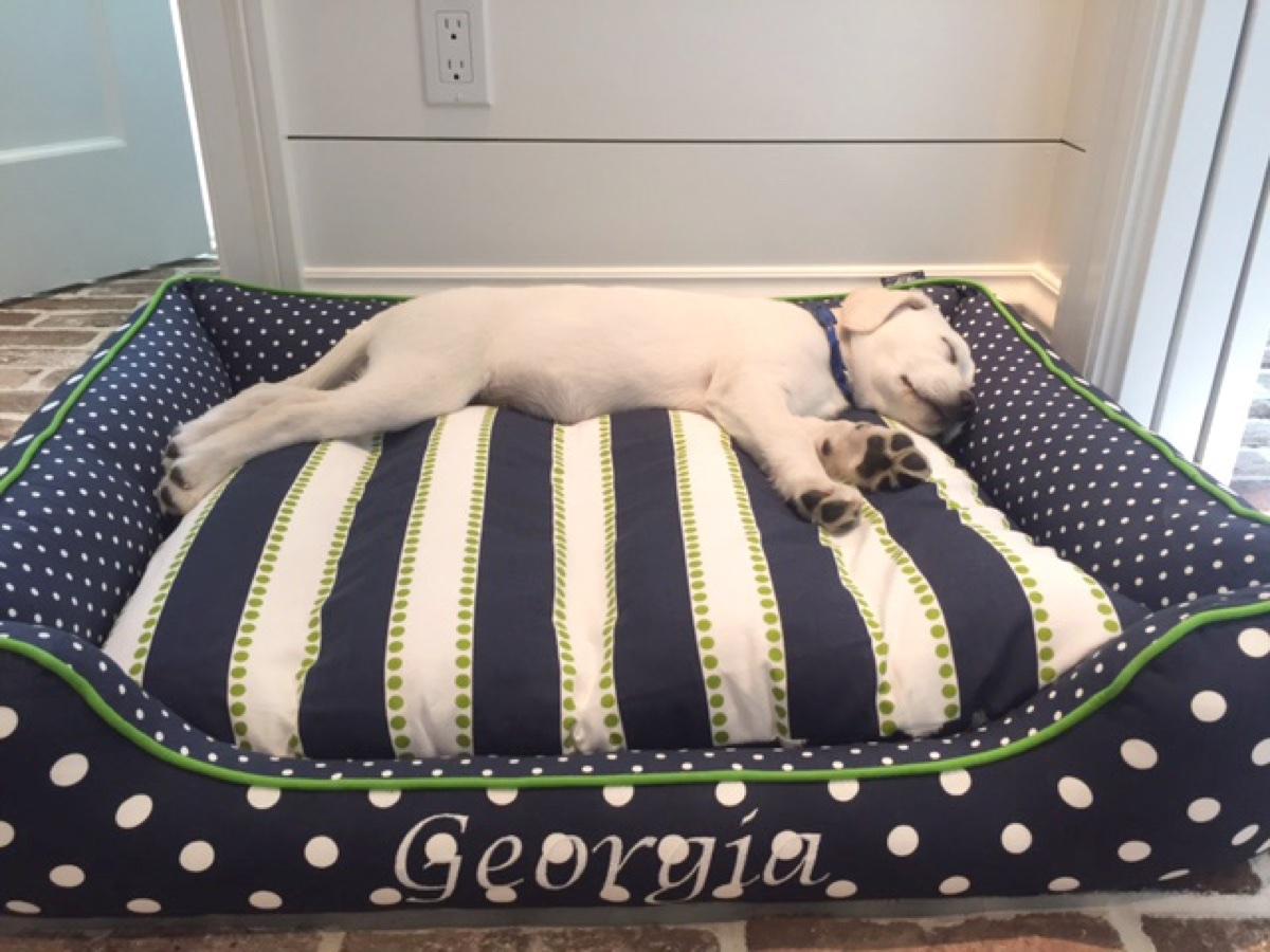 Cuddle dog bed with navy stripes and a white dog sleeping inside