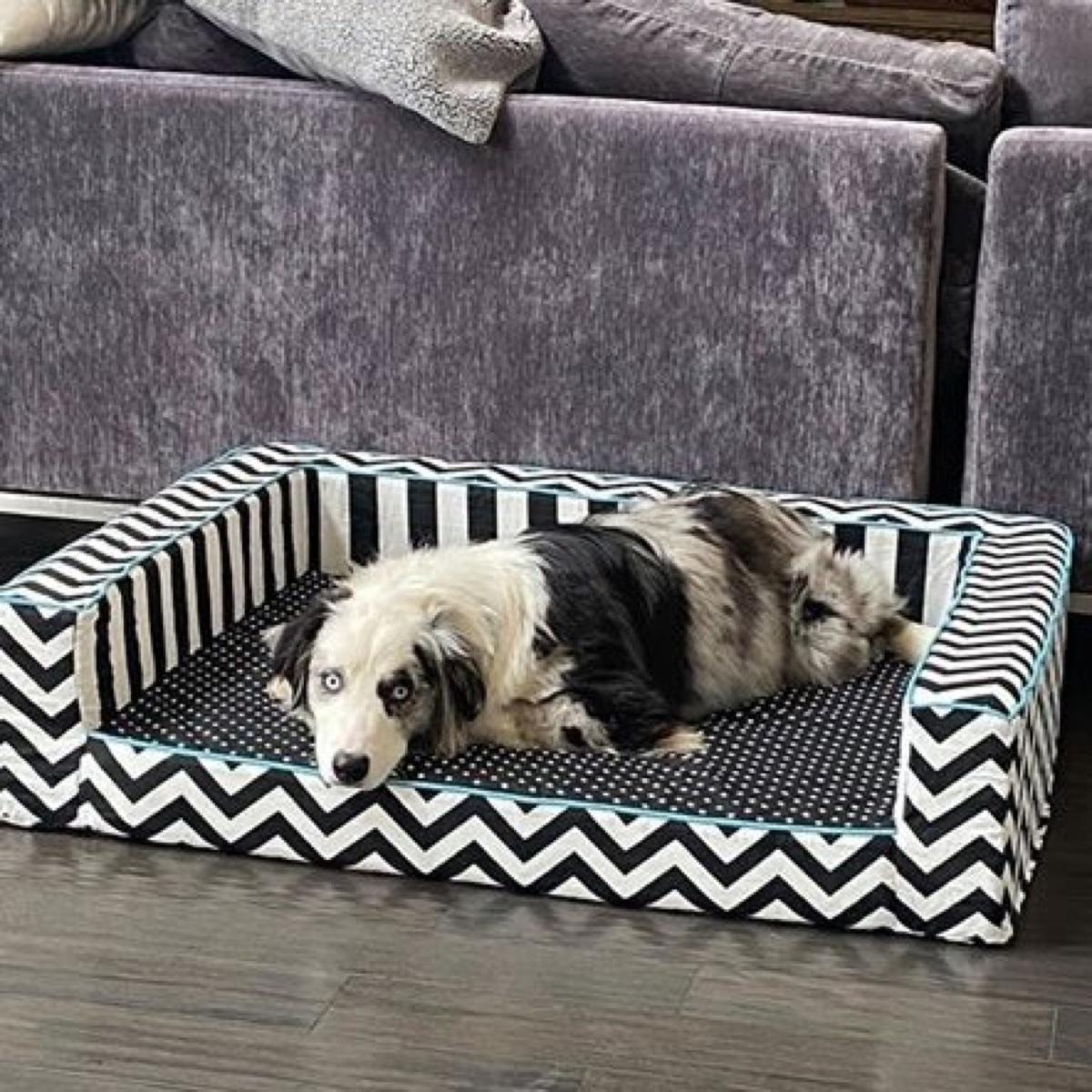 Edgy dog bed with black and white patterned bolsters