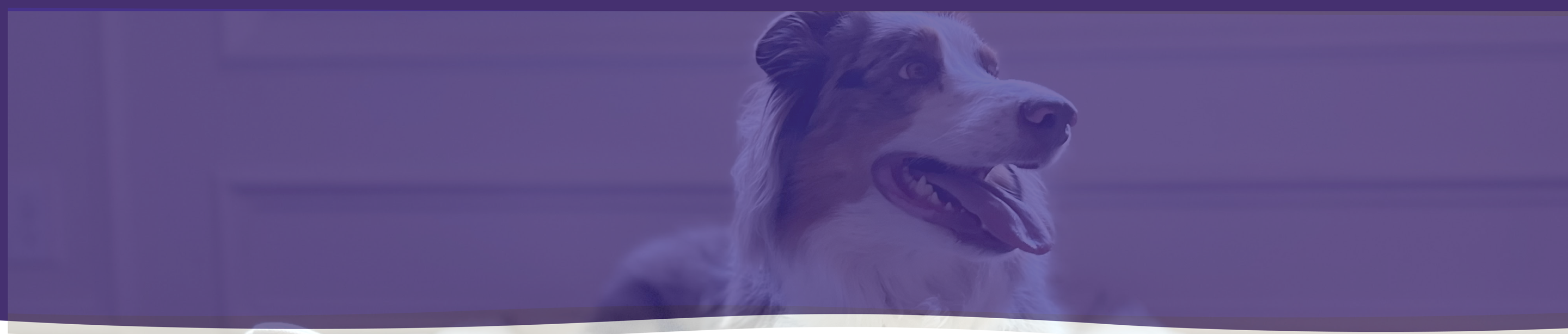 J'adore pet bed catalog