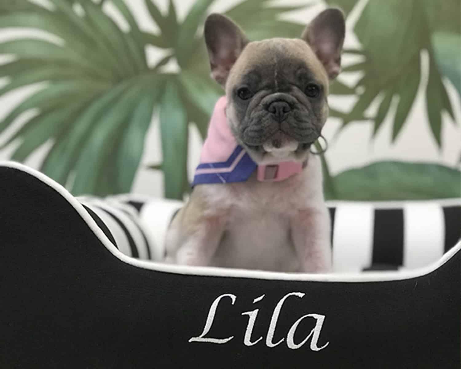 personalized dog bed black white stripe