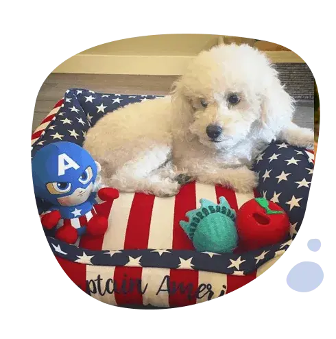 Made in the USA — J'adore Pet Beds