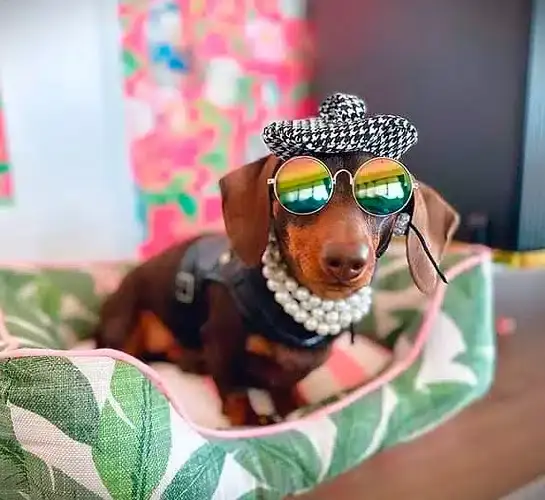 Happy pet enjoying a J'adore pet bed