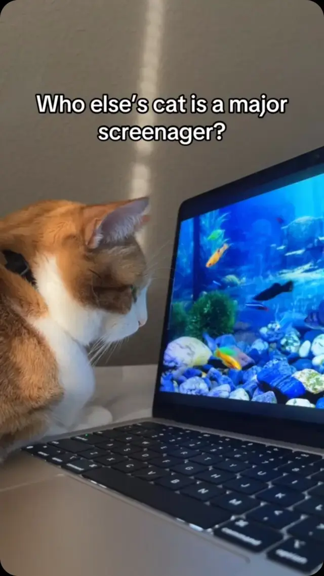 POV: Your catβs daily routine consists of eating,