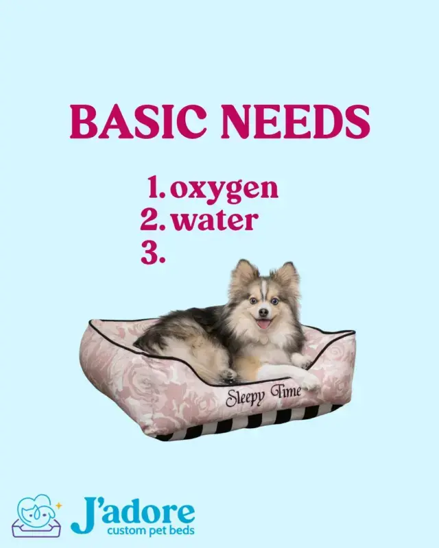 My pet's basic needs: food, water, and a ridiculou