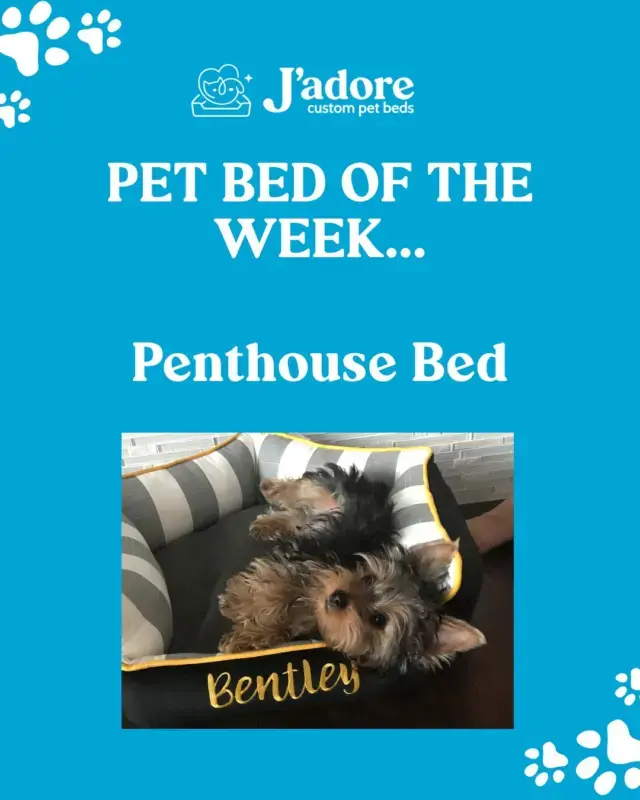 Cozy, comfy, and approved by the furry experts who