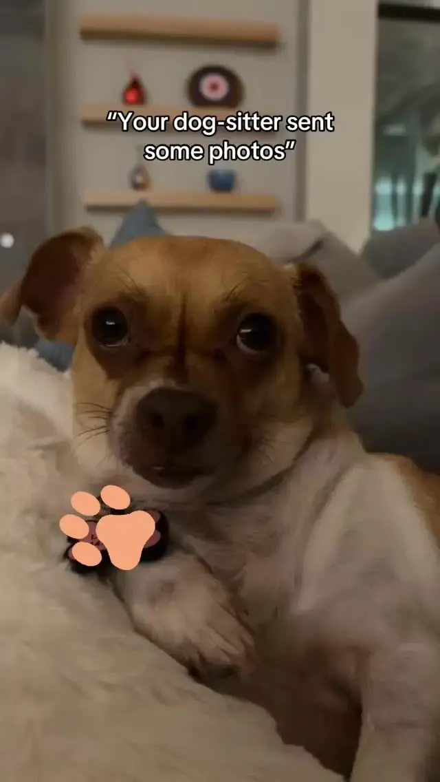 Didnβt know I was on camera... π³ πΆ πΈ
#funnydogs #