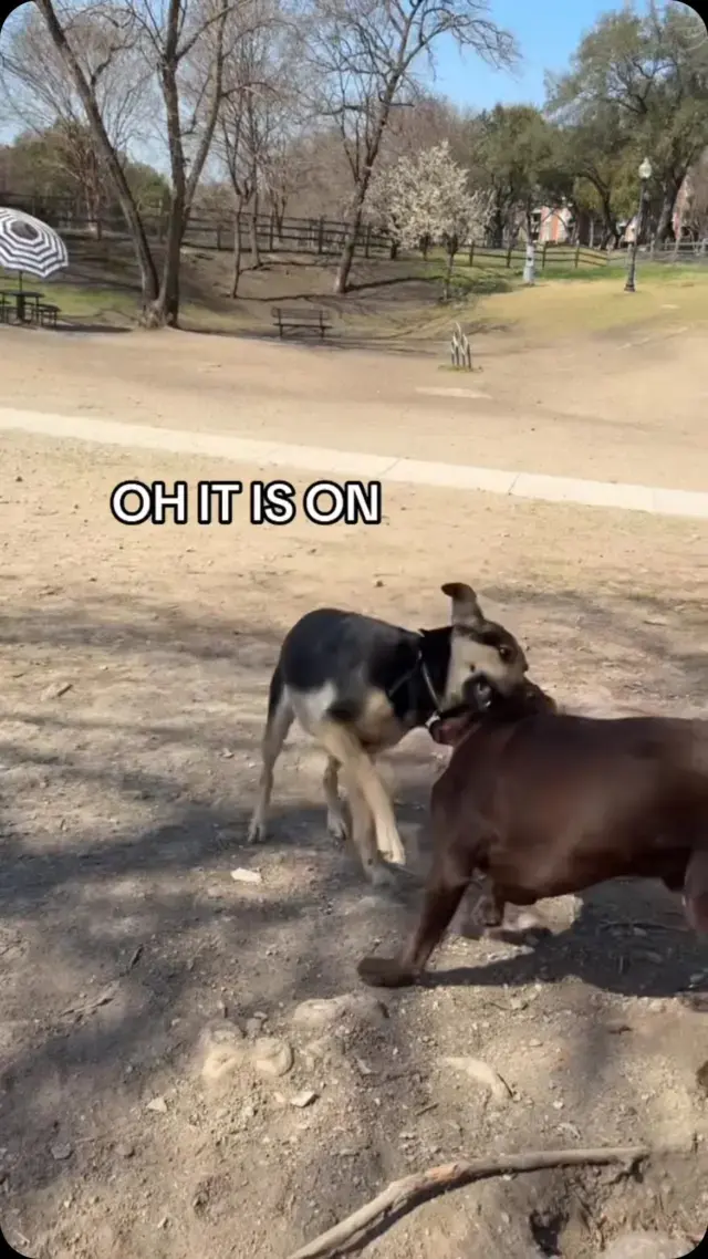 Just two besties having a little disagreement πΆπ